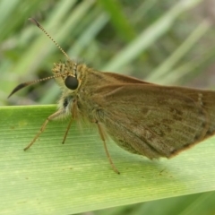 Timoconia peron (Dingy Grass-skipper) at Undefined, NSW - 23 Mar 2019 by HarveyPerkins