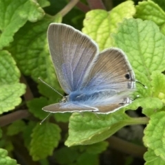 Lampides boeticus (Long-tailed Pea-blue) at Barunguba (Montague) Island - 24 Mar 2019 by HarveyPerkins