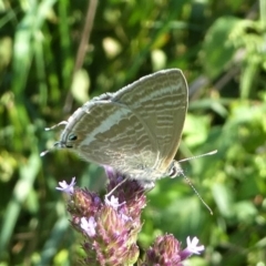 Lampides boeticus (Long-tailed Pea-blue) at Barunguba (Montague) Island - 23 Mar 2019 by HarveyPerkins