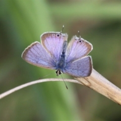 Lampides boeticus (Long-tailed Pea-blue) at Barunguba (Montague) Island - 24 Mar 2019 by HarveyPerkins