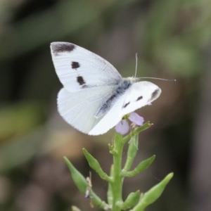 Pieris rapae at Undefined, NSW - 25 Mar 2019 12:07 PM