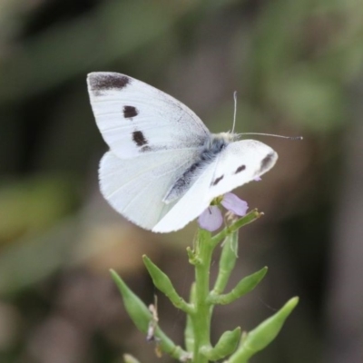 Pieris rapae (Cabbage White) at Undefined, NSW - 25 Mar 2019 by HarveyPerkins