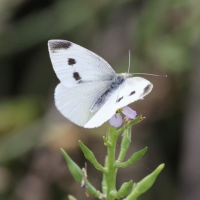 Pieris rapae (Cabbage White) at Barunguba (Montague) Island - 25 Mar 2019 by HarveyPerkins