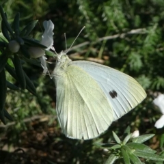 Pieris rapae (Cabbage White) at Barunguba (Montague) Island - 25 Mar 2019 by HarveyPerkins