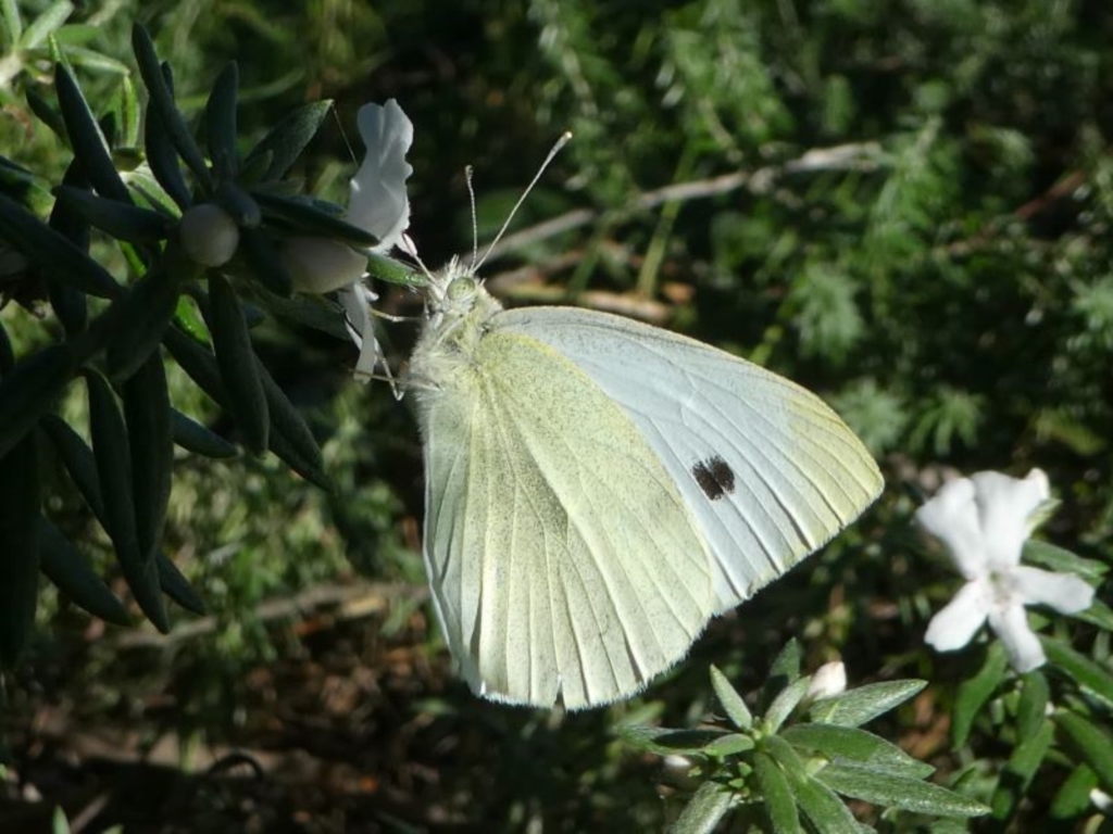Pieris rapae at Undefined, NSW - 26 Mar 2019