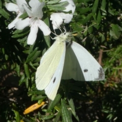 Pieris rapae at Undefined, NSW - 26 Mar 2019 09:46 AM