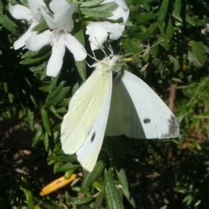 Pieris rapae at Undefined, NSW - 26 Mar 2019