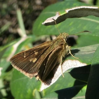 Timoconia peron (Dingy Grass-skipper) at Undefined, NSW - 26 Mar 2019 by HarveyPerkins