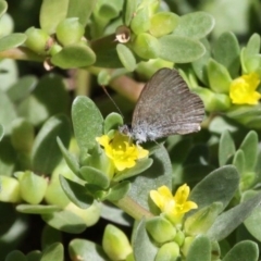 Zizina otis (Common Grass-Blue) at Barunguba (Montague) Island - 26 Mar 2019 by HarveyPerkins