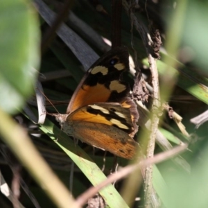 Heteronympha merope at Undefined, NSW - 26 Mar 2019 12:36 PM