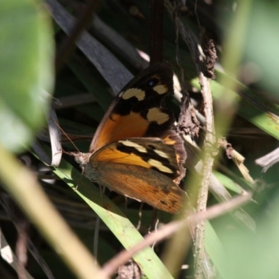 Heteronympha merope (Common Brown Butterfly) at Barunguba (Montague) Island - 26 Mar 2019 by HarveyPerkins