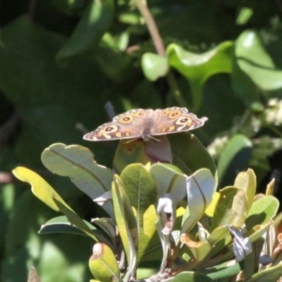 Junonia villida (Meadow Argus) at Barunguba (Montague) Island - 26 Mar 2019 by HarveyPerkins