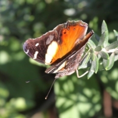 Vanessa itea (Yellow Admiral) at Barunguba (Montague) Island - 25 Mar 2019 by HarveyPerkins