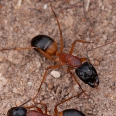 Camponotus consobrinus (Banded sugar ant) at Isaacs Ridge and Nearby - 11 Aug 2019 by rawshorty