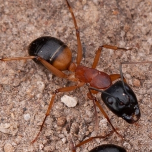 Camponotus consobrinus at Isaacs Ridge - 11 Aug 2019