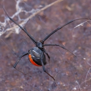 Latrodectus hasselti at Isaacs Ridge - 11 Aug 2019 11:36 AM