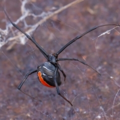 Latrodectus hasselti (Redback Spider) at Isaacs Ridge and Nearby - 11 Aug 2019 by rawshorty