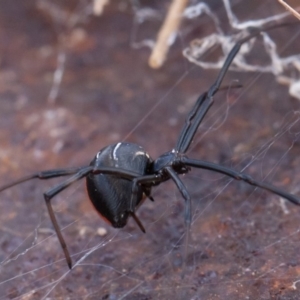 Latrodectus hasselti at Isaacs Ridge - 11 Aug 2019 11:36 AM