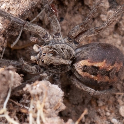 Tasmanicosa sp. (genus) (Tasmanicosa wolf spider) at Isaacs Ridge - 11 Aug 2019 by rawshorty