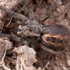 Tasmanicosa sp. (genus) (Unidentified Tasmanicosa wolf spider) at Isaacs Ridge - 11 Aug 2019 by rawshorty