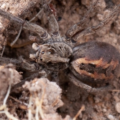 Tasmanicosa sp. (genus) (Unidentified Tasmanicosa wolf spider) at Isaacs Ridge and Nearby - 11 Aug 2019 by rawshorty