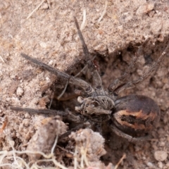 Tasmanicosa sp. (genus) at Isaacs Ridge - 11 Aug 2019 12:19 PM