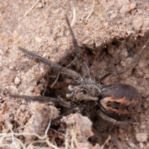 Tasmanicosa sp. (genus) at Isaacs Ridge - 11 Aug 2019