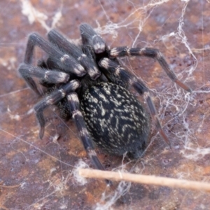 Badumna insignis at Isaacs Ridge - 11 Aug 2019 11:36 AM