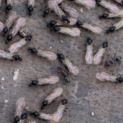 Iridomyrmex sp. (genus) (Ant) at Isaacs Ridge Offset Area - 11 Aug 2019 by rawshorty