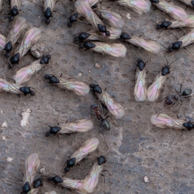 Iridomyrmex sp. (genus) (Ant) at Isaacs Ridge Offset Area - 11 Aug 2019 by rawshorty