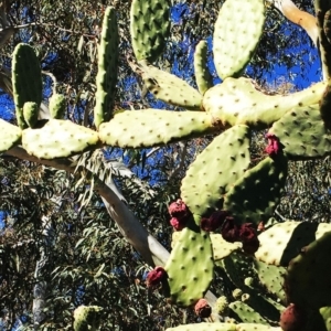 Opuntia ficus-indica at Holt, ACT - 11 Aug 2019