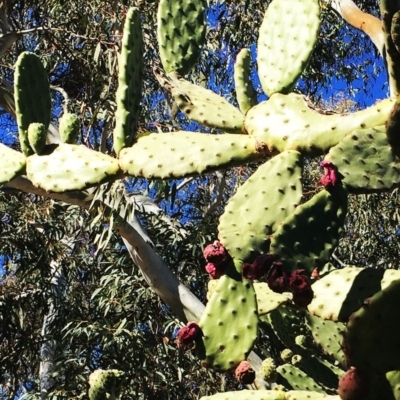 Opuntia ficus-indica (Indian Fig, Spineless Cactus) at Holt, ACT - 11 Aug 2019 by ruthkerruish