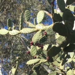 Opuntia ficus-indica at Holt, ACT - 11 Aug 2019 03:00 PM