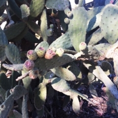 Opuntia ficus-indica at Holt, ACT - 11 Aug 2019