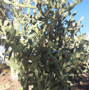 Opuntia ficus-indica at Holt, ACT - 11 Aug 2019 03:00 PM