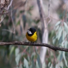 Pachycephala pectoralis (Golden Whistler) at Deakin, ACT - 11 Aug 2019 by LisaH