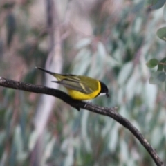 Pachycephala pectoralis at Deakin, ACT - 11 Aug 2019 06:17 PM