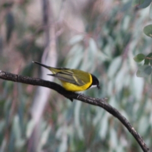 Pachycephala pectoralis at Deakin, ACT - 11 Aug 2019