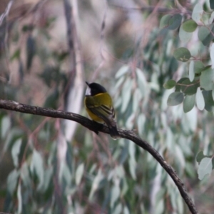 Pachycephala pectoralis at Deakin, ACT - 11 Aug 2019 06:17 PM