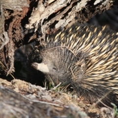 Tachyglossus aculeatus (Short-beaked Echidna) at Hughes, ACT - 11 Aug 2019 by LisaH