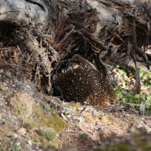 Tachyglossus aculeatus at Hughes, ACT - 11 Aug 2019