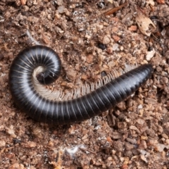 Diplopoda (class) (Unidentified millipede) at Symonston, ACT - 11 Aug 2019 by rawshorty