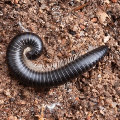 Diplopoda (class) (Unidentified millipede) at Isaacs Ridge - 11 Aug 2019 by rawshorty