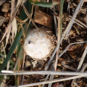 Tulostoma at Deakin, ACT - 11 Aug 2019