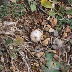 Tulostoma at Deakin, ACT - 11 Aug 2019 05:53 PM