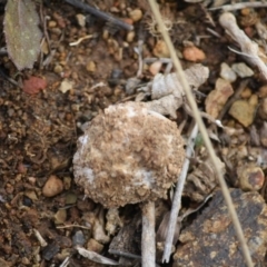 Tulostoma at Deakin, ACT - 11 Aug 2019