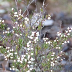 Cryptandra amara (Bitter Cryptandra) at Carwoola, NSW - 10 Aug 2019 by KumikoCallaway