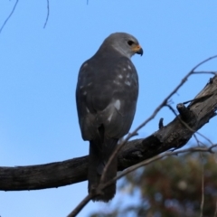 Accipiter novaehollandiae (Grey Goshawk) at Guerilla Bay, NSW - 11 Aug 2019 by jbromilow50