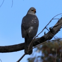 Tachyspiza novaehollandiae at Guerilla Bay, NSW - 11 Aug 2019 10:31 AM