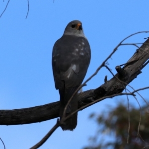 Tachyspiza novaehollandiae at Guerilla Bay, NSW - 11 Aug 2019 10:31 AM